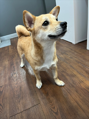 감자