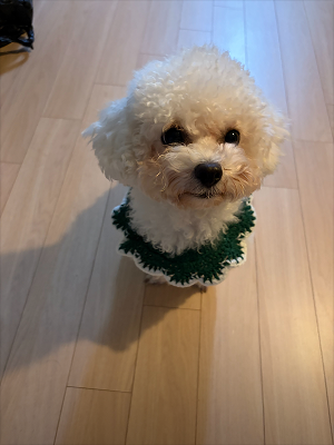 조아